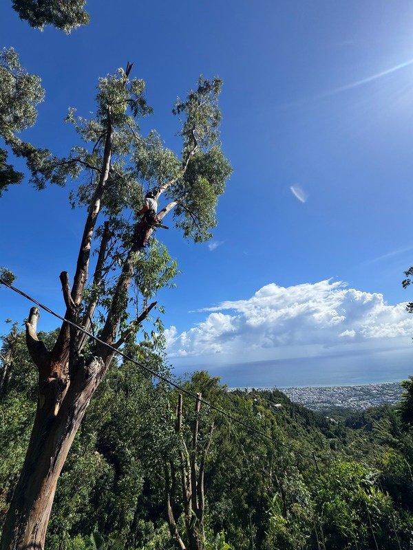 Élagage d’arbre à La Réunion par MR.GREEN