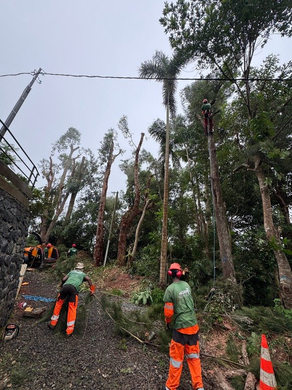 Équipe MR.GREEN sur chantier d’élagage sécurisé à La Réunion